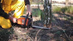 Best Hazardous Tree Removal  in Portola Valley, CA