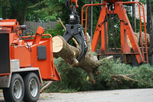 Best Tree Risk Assessment  in Portola Valley, CA